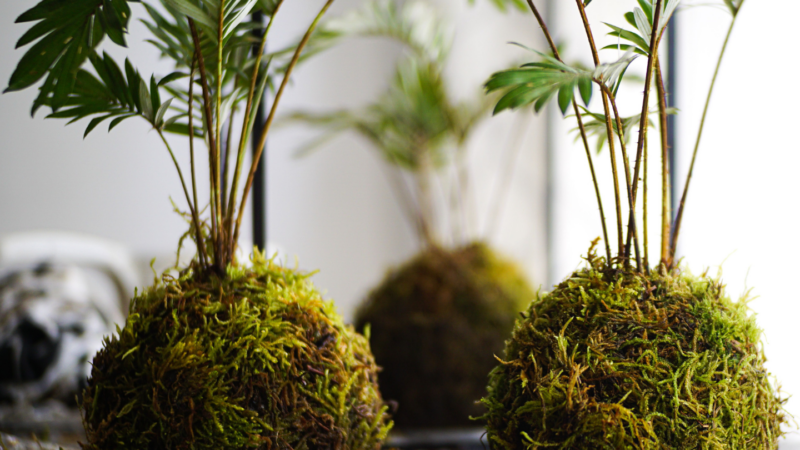KOKEDAMA