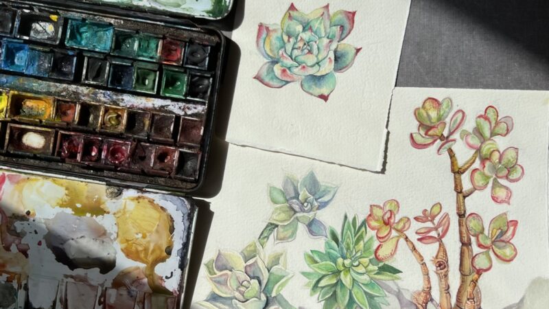 Plantes suculentes a l’aquarel·la